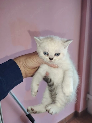 vand British shorthair 