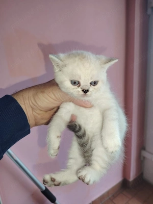 vand British shorthair  - imagine 2