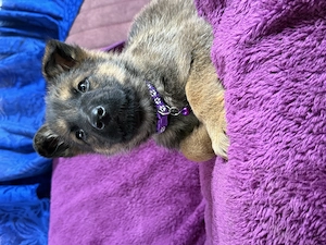 Ciobanesc german mascul - imagine 2