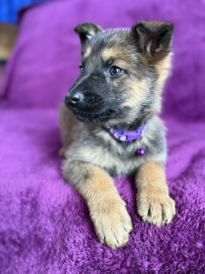 Ciobanesc german mascul - imagine 4