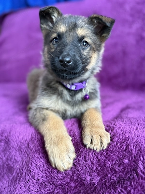 Ciobanesc german mascul - imagine 3