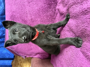 Ciobanesc german femela - imagine 2