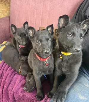 Ciobanesc german femela