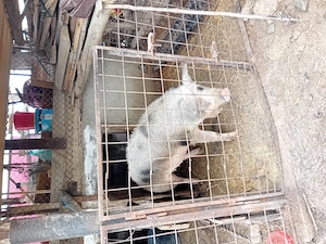 Porci de vânzare! - imagine 3