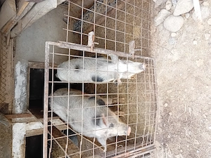 Porci de vânzare! - imagine 5