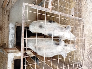 Porci de vânzare! - imagine 4