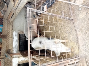 Porci de vânzare! - imagine 2