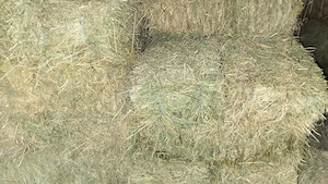 Baloti de fan tinut in sura