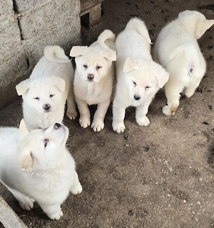 Pui,Akita Inu Alb. Rasa pură.  - imagine 2