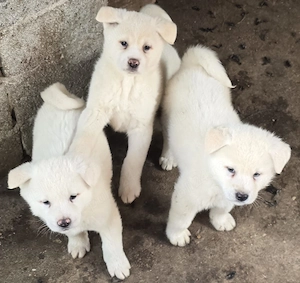 Pui,Akita Inu Alb. Rasa pură.  - imagine 3