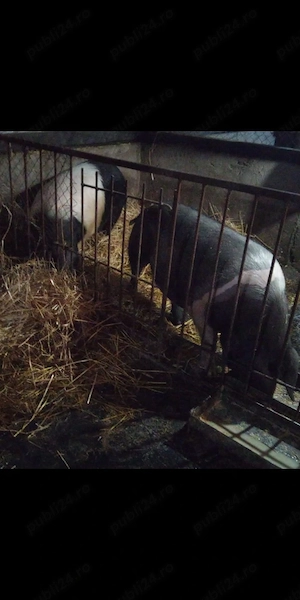 vând scroafe bazna 10 luni 250 kg