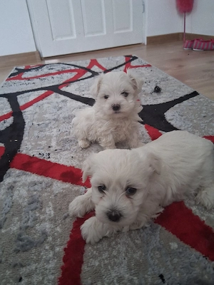 vînd băiețel bichon - imagine 3