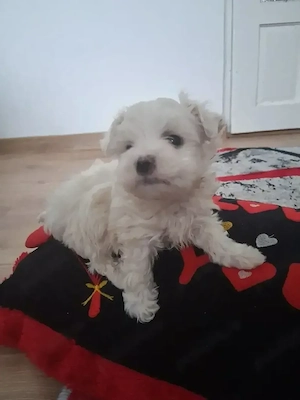 vînd băiețel bichon - imagine 2