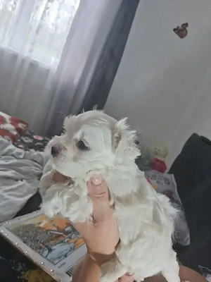 vînd băiețel bichon - imagine 4