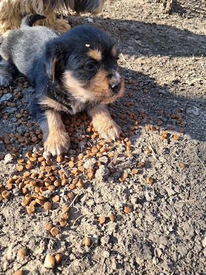 caței de vanzare - imagine 2