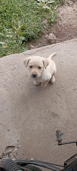 vand labrador retriever
