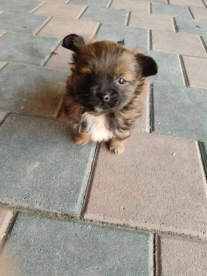 Vând cățeluși pechinezi