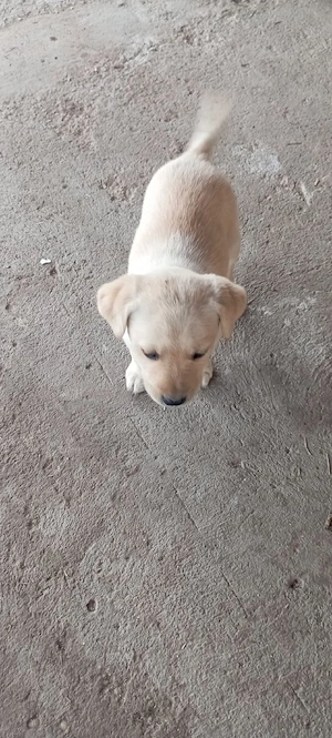 vand labrador retriever (ULTIMUL PUI) - imagine 2