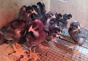 8 pui Plymouth Rock Barat de 10 zile