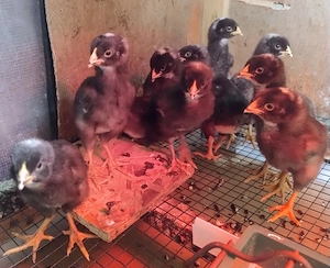 8 pui Plymouth Rock Barat de 10 zile - imagine 2