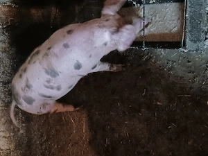 Scrofita de  rasa - imagine 4