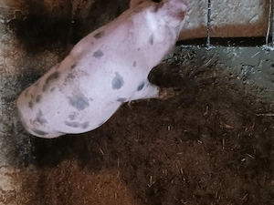 Scrofita de  rasa - imagine 3