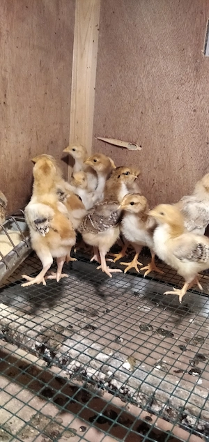 14 puisori Sussex Portelan de 10 zile