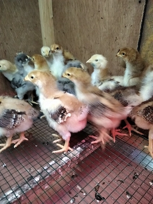 14 puisori Sussex Portelan de 10 zile - imagine 2