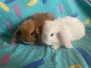 Mini lop (iepure berbec pitic)