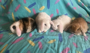 Mini lop (iepure berbec pitic) - imagine 3