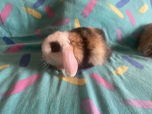 Mini lop (iepure berbec pitic) - imagine 2