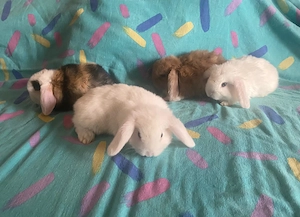 Mini lop (iepure berbec pitic) - imagine 4