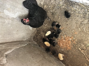 Vând Cloșca pitica cu pui pitici.