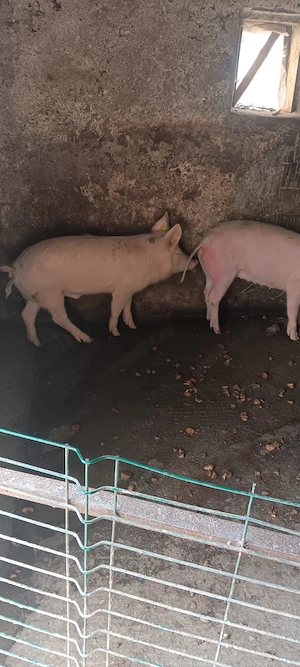 vând 2 porci 