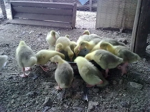 Boboci de Gasca Albi - imagine 2