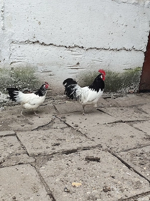 Lakenvelder găină și cocoș  - imagine 4