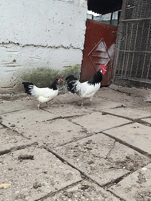 Lakenvelder găină și cocoș  - imagine 3