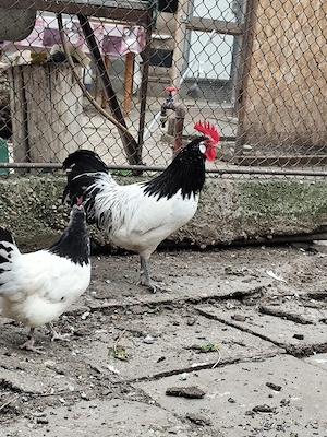 Lakenvelder găină și cocoș  - imagine 2