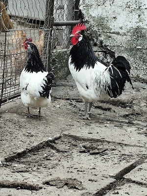 Lakenvelder găină și cocoș 