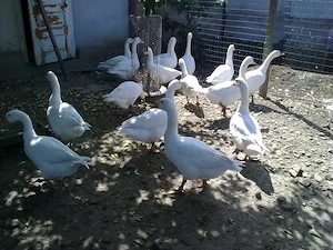 Boboci de Gasca Albi - imagine 3