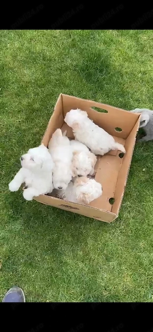 Vând Bichon Bavarez talie mica