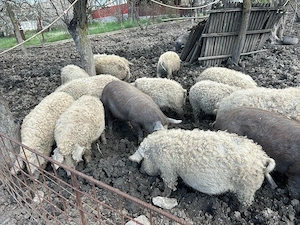 Purcele gestante mangalita 