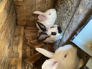 Iepuri de vânzare - imagine 4