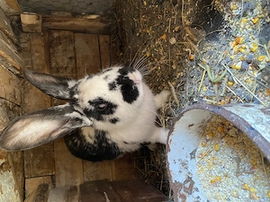 Iepuri de vânzare - imagine 3