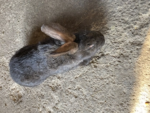 Iepuri de vânzare - imagine 5