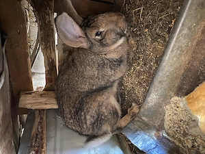 Iepuri de vânzare - imagine 2