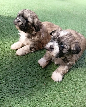 Vand shihtzu 6 saptamani baietei - imagine 2