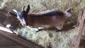 ied pentru sacrificare. - imagine 2