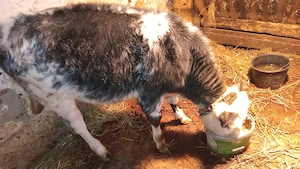 vănd junicuță  albastru Belgian  - imagine 2