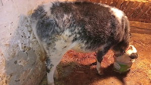 vănd junicuță  albastru Belgian  - imagine 3